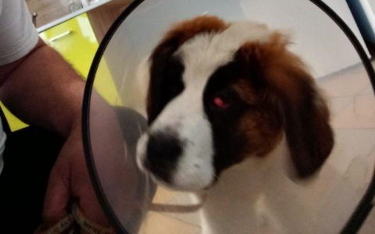 Zbiórka Zbiórka na Lessi - zdjęcie główne