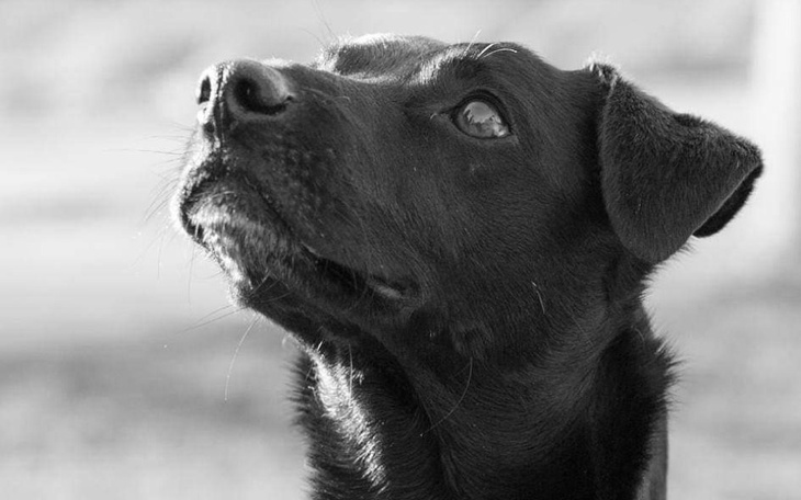 Czarny pies patrzący w górę, w czarno-białym ujęciu.