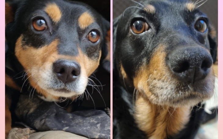 Zbiórka Akcja Pomagamy Sterylizujemy - zdjęcie główne