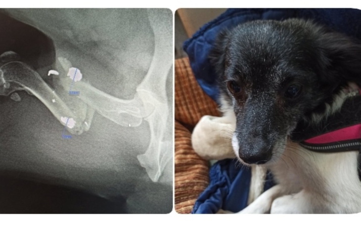 Zbiórka Emi z Ukrainy z pociskiem w lapc - zdjęcie główne