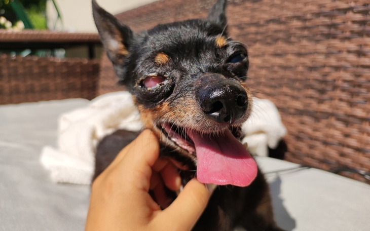 Zbiórka Pomoc w leczeniu Fifi - zdjęcie główne