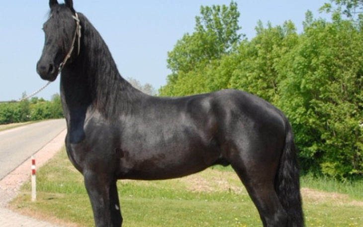 Zbiórka koń fryzyjski - zdjęcie główne