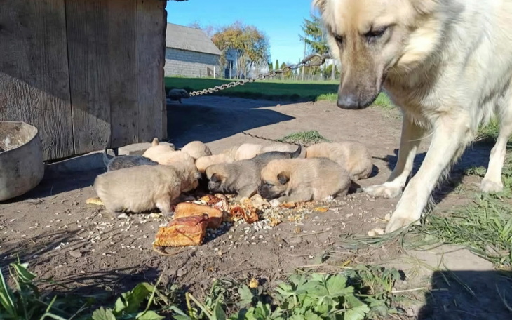 Pies obserwujący szczenięta jedzące na podwórku.