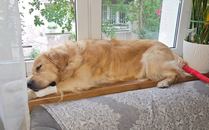 Zbiórka Amputacji ogonka Golden Retrieve - zdjęcie główne