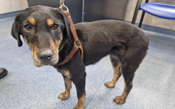 Zbiórka Wyrzucona sunia . - zdjęcie główne