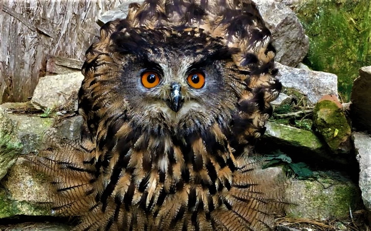 Zbiórka Leczenie dzikusów - zdjęcie główne