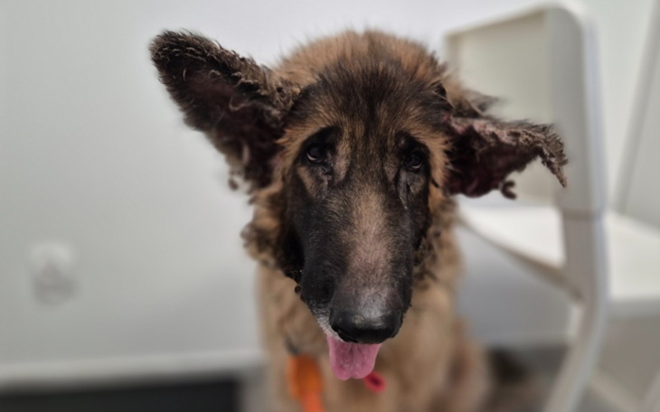 Pies z uszami w nieładzie, z ciekawym wyrazem twarzy.