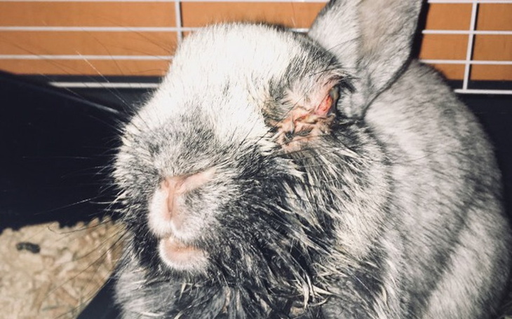 Zbiórka Ratujmy zycie króliczka - zdjęcie główne