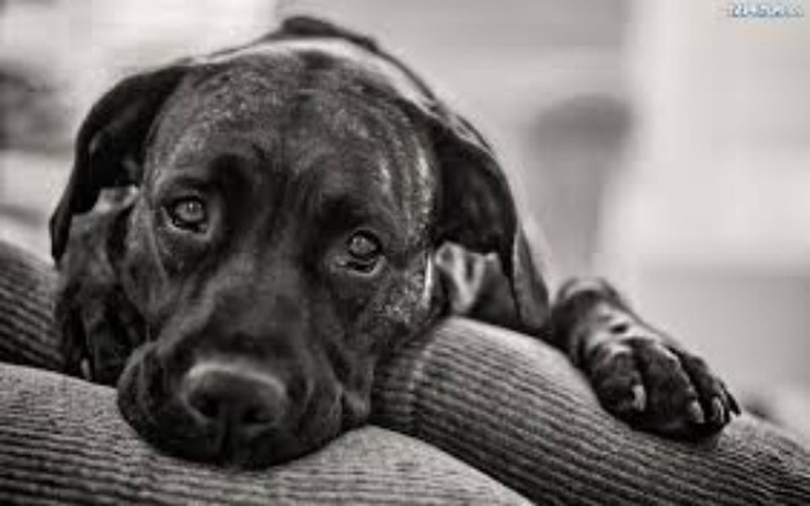 Zbiórka Pomagajmy zwierzętom! - zdjęcie główne