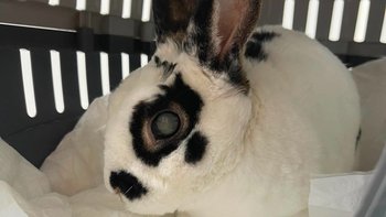 Zbiórka Sanatorium miłości dla Włóczka! - miniaturka zdjęcia