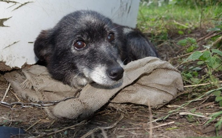 Pies leżący na ziemi, wygląda na zmartwionego i zaniedbanego.