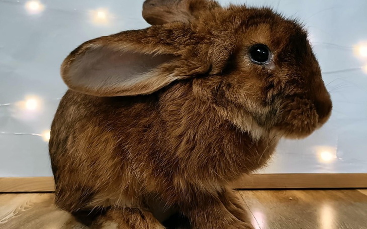 Zbiórka Vega - zdjęcie główne