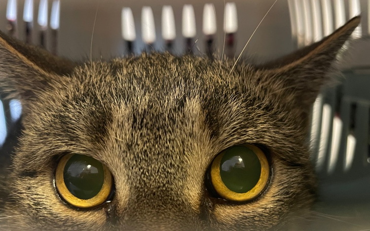 Zbiórka Usunięcie guza sutka u kotki - zdjęcie główne