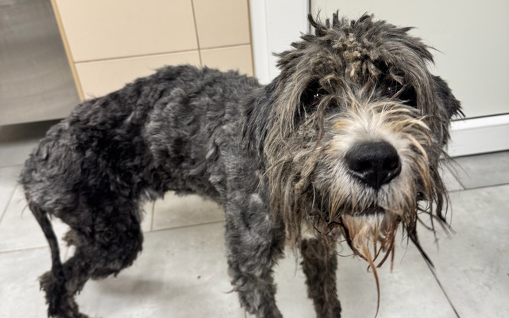 Kotek w klatce, potrzebuje miłości i opieki.