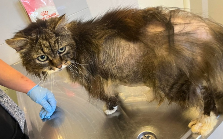 Zbiórka Uratujmy futerko Michała - zdjęcie główne