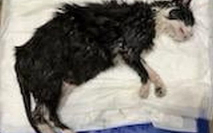 Kot leżący na białym podłożu, wygląda na mokrego.