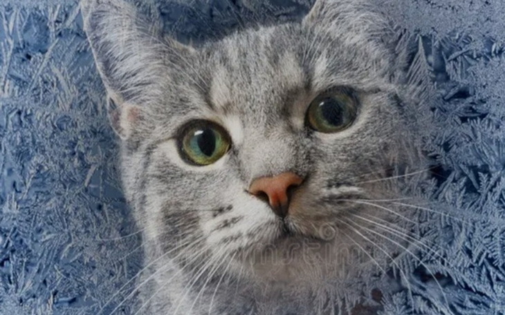 Zbiórka Domek dla kotka - zdjęcie główne