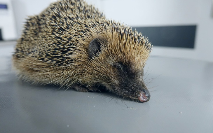 Zbiórka Ciężko chora Miliczanka - zdjęcie główne