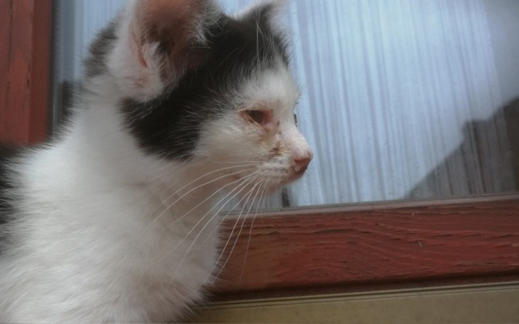 Zbiórka Na leczenie kociej bidy - zdjęcie główne