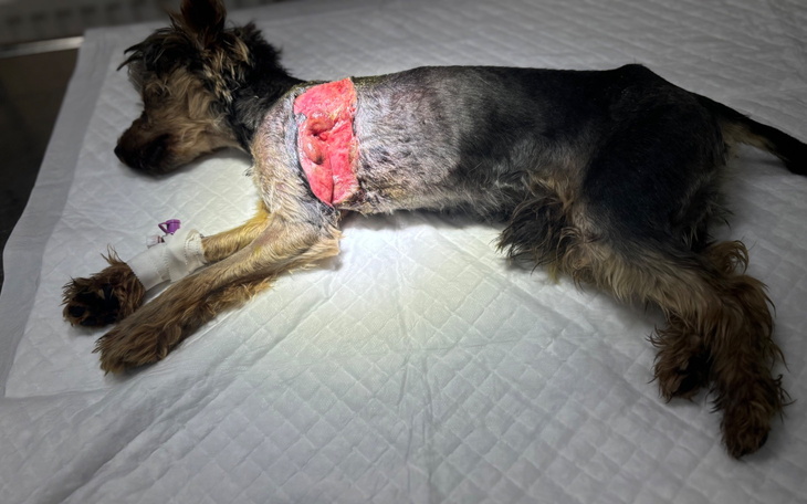 Pies po operacji leży na stole w klinice weterynaryjnej.