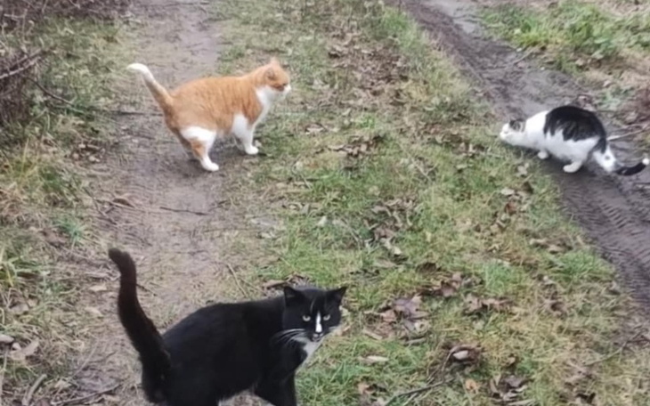 Zbiórka Karma dla kotów działkowych. - zdjęcie główne