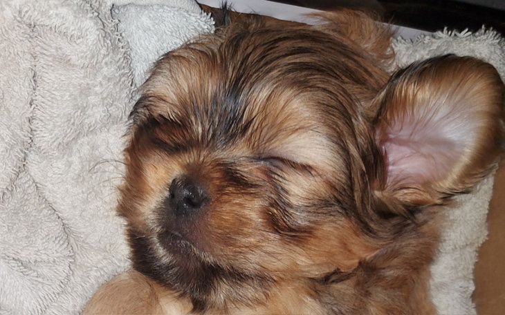 Zbiórka Badania weteraryjne - zdjęcie główne