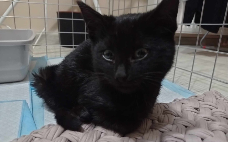 Zbiórka Operacja i leczenie Syriusza - zdjęcie główne