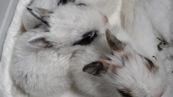 Zbiórka Bajtle w Króliczoku - miniaturka zdjęcia