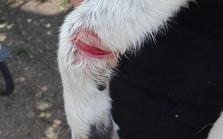 Zbiórka Reksio-uderzony siekierą - zdjęcie główne