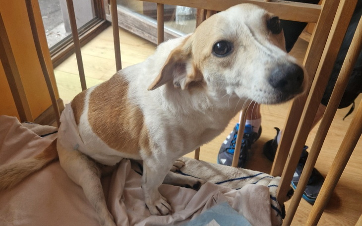 Zbiórka Młody, dzielny JOGI zachorował - zdjęcie główne