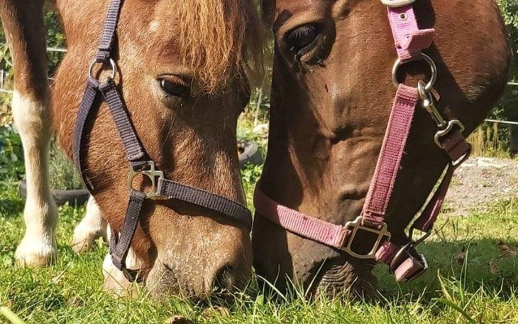Dwa konie pasące się na zielonej łące.