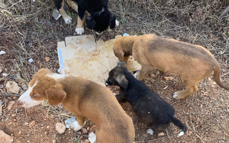 Zbiórka Na ratunek Psiakom z Albanii - zdjęcie główne