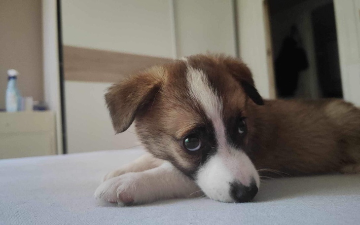 Zbiórka Leczenie wyrzuconych szczeniaków - zdjęcie główne