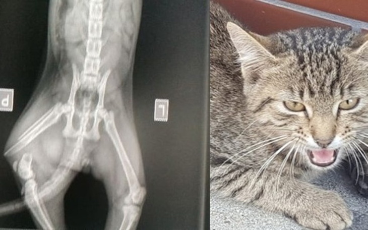 Zbiórka Operacja potrąconego kotka - zdjęcie główne