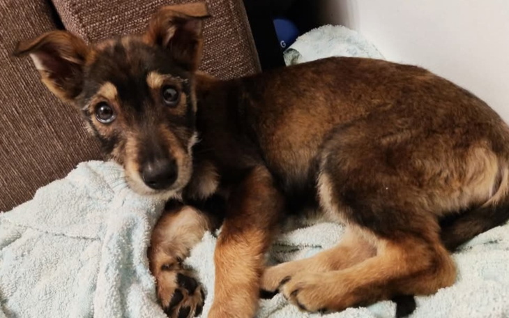 Szczeniak leżący na kocu, z dużymi, wyrazistymi oczami.