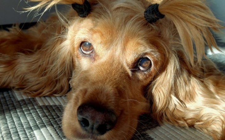 Zbiórka Operacja dziąseł mojej Vikusi - zdjęcie główne