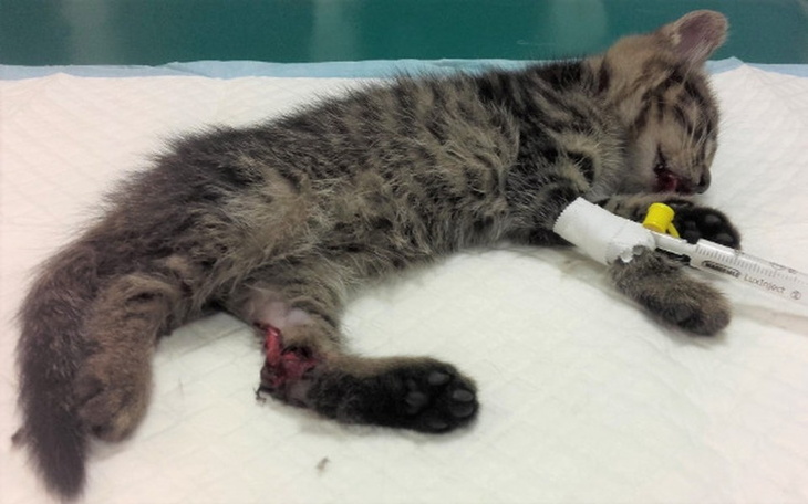 Zbiórka Ratujemy Michasia - zdjęcie główne