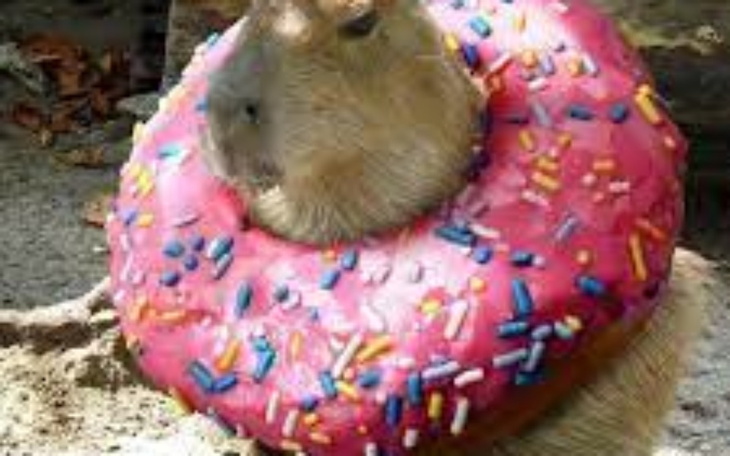 Zbiórka na kapibare hihi - zdjęcie główne