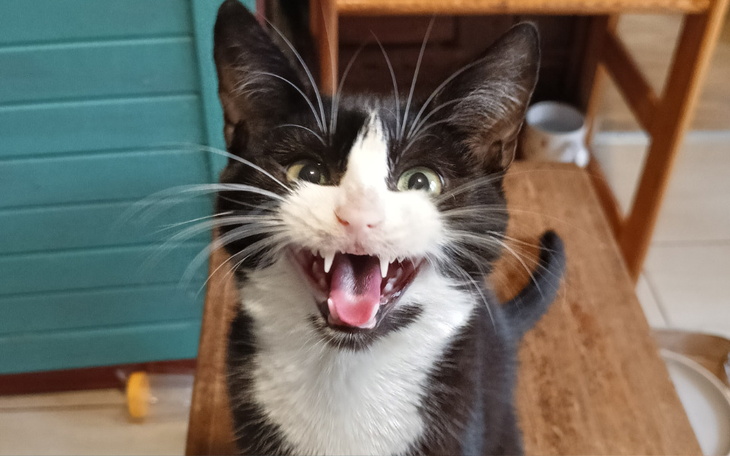 Zbiórka Prosimy o jedzonko kotki - zdjęcie główne