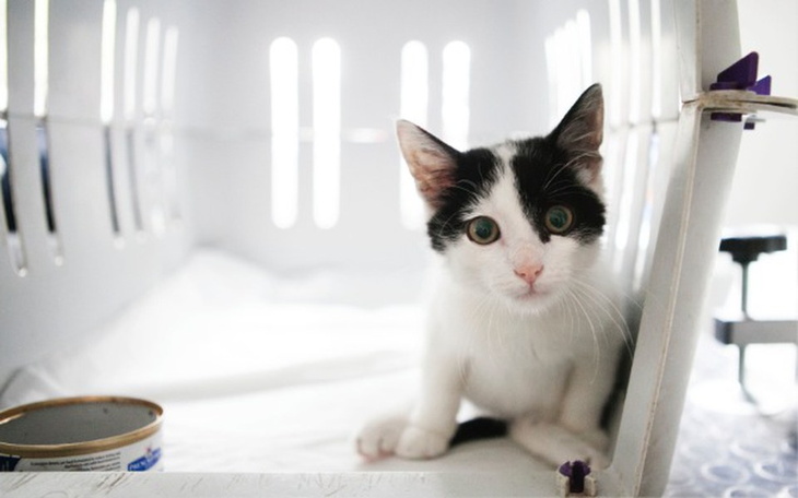 Zbiórka Szansa dla Połamańca - zdjęcie główne