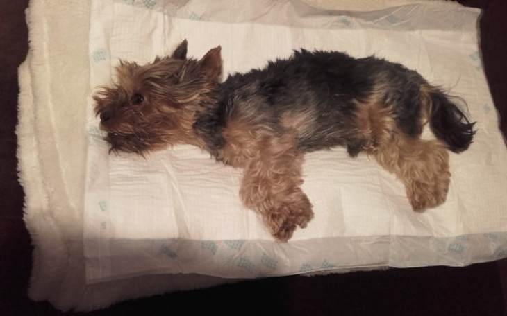 Zbiórka Morisek zbiera na leczenie - zdjęcie główne