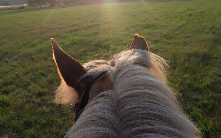 Zbiórka Sprzęt jeździecki - zdjęcie główne