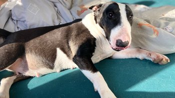 Zbiórka Jadzia mini bulterierka prosi - miniaturka zdjęcia