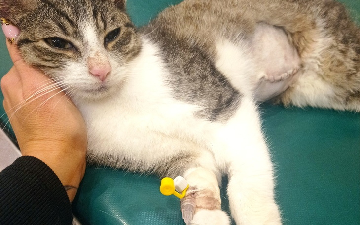 Zbiórka Walka o życie adoptowanego kotka - zdjęcie główne