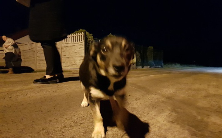 Zbiórka Transport suni z Łukowa do domu - zdjęcie główne