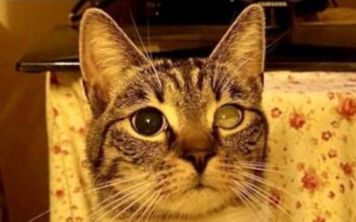 Zbiórka Pomóż uratować Koko - zdjęcie główne