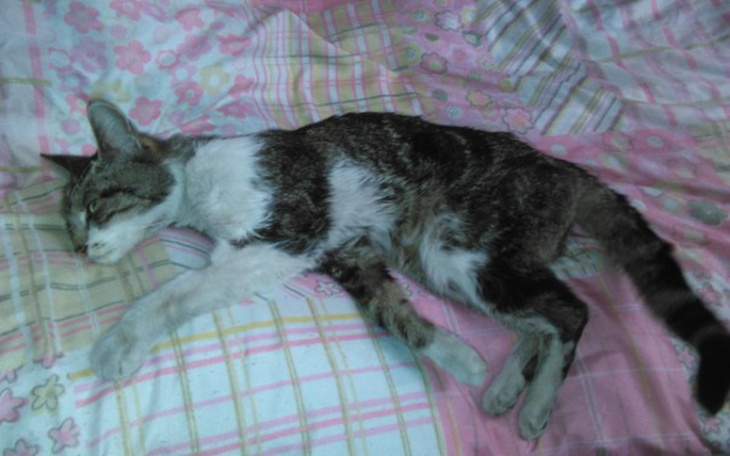 Zbiórka Maciuś prosi o życie !!! - zdjęcie główne