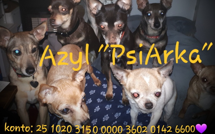 Grupa psów w schronisku, z napisem o wsparciu.