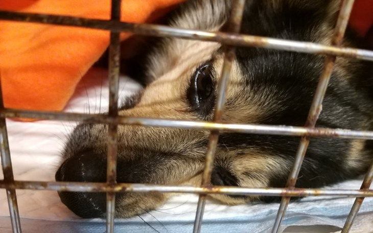 Zbiórka Ile jest warte życie psa? - zdjęcie główne