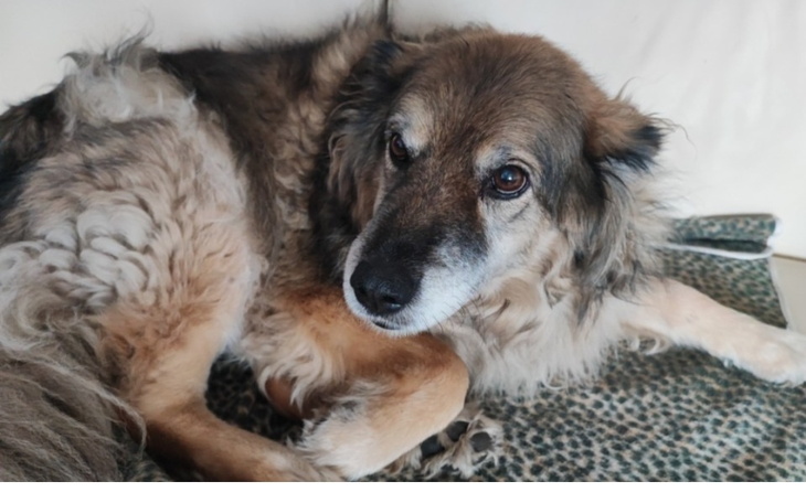 Zbiórka Pomoc dla odi .... - zdjęcie główne